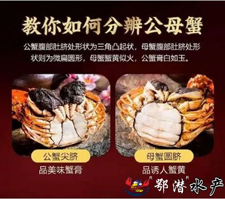 35公螃蟹(图2) 35公螃蟹(图2)