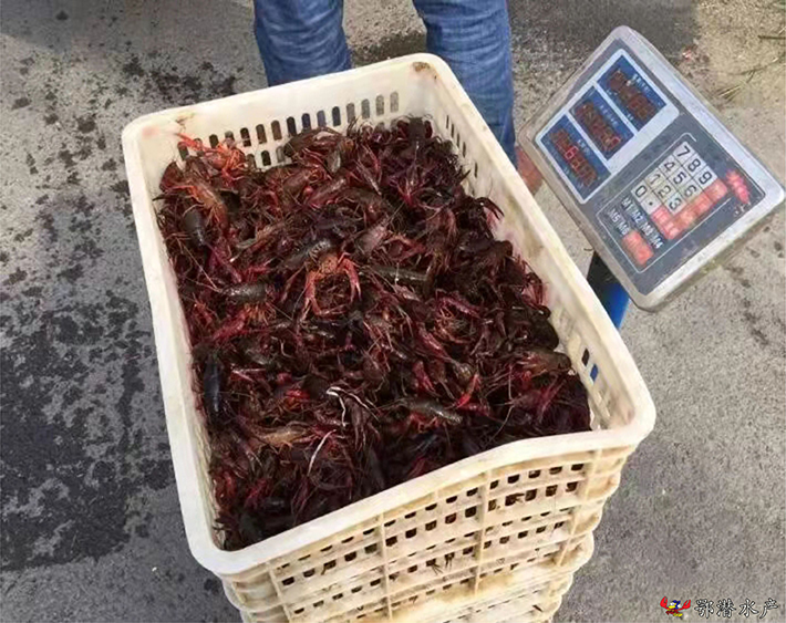 80-120尾潜江小龙虾苗(图1) 80-120尾潜江小龙虾苗(图1)