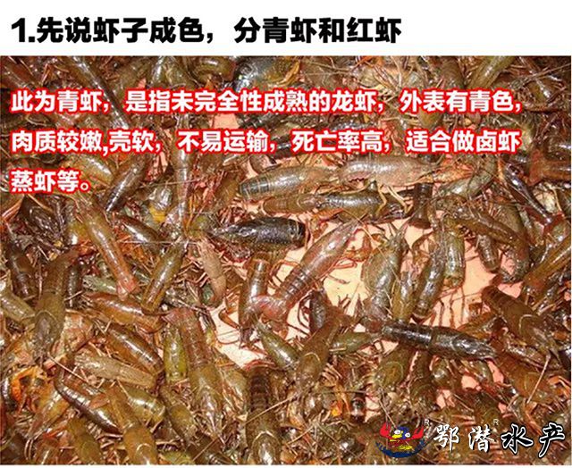 6-8大青(图2)