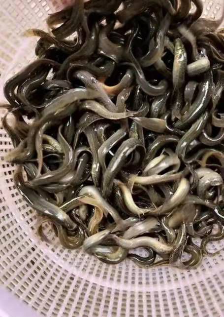 泥鳅(图2) 泥鳅(图2)