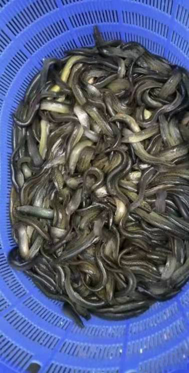 泥鳅(图8) 泥鳅(图8)