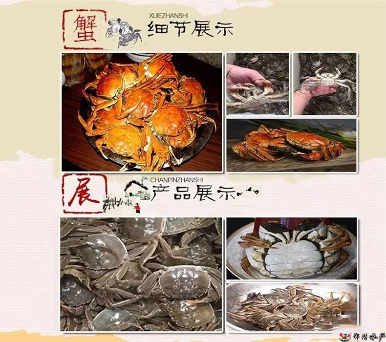 25母螃蟹(图3) 25母螃蟹(图3)