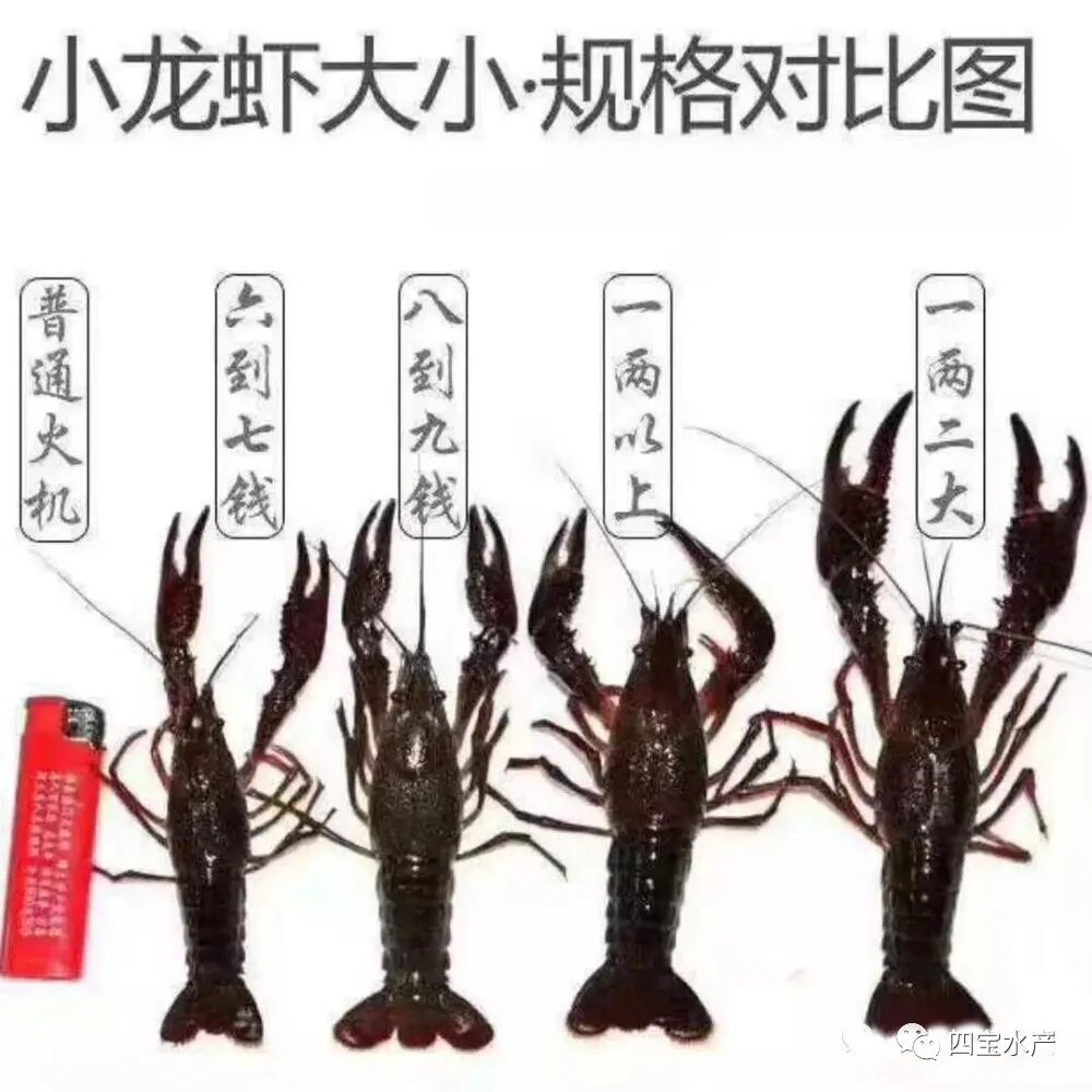 小龙虾从一钱大小长到七八钱需要多久?(图2) 小龙虾从一钱大小长到七八钱需要多久?(图2)