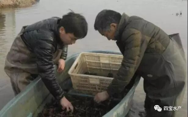养殖小龙虾“什么时间放虾苗”最合适?教你虾苗的选择及投放技巧(图1) 养殖小龙虾“什么时间放虾苗”最合适?教你虾苗的选择及投放技巧(图1)
