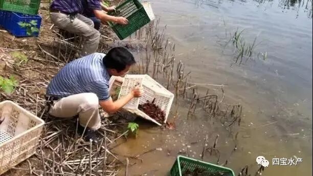养殖小龙虾“什么时间放虾苗”最合适?教你虾苗的选择及投放技巧(图3) 养殖小龙虾“什么时间放虾苗”最合适?教你虾苗的选择及投放技巧(图3)